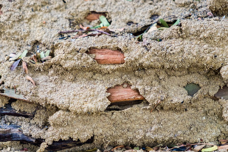 Traces destruction soil and sand on timber