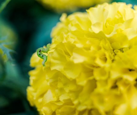 Small green worm and head bloom yellow marigoldの写真素材