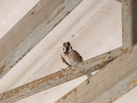 Sparrows hold mouth carry scrap wood to nestの写真素材