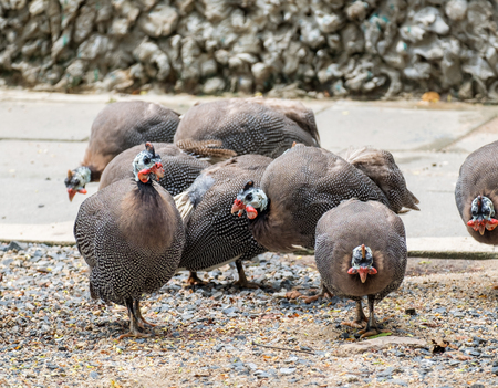 Group turkey gobbler in farmの写真素材