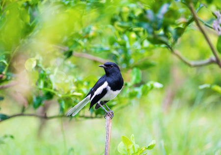 Oriental magpie robin, Copsychus saularis, bird hold on branchの写真素材