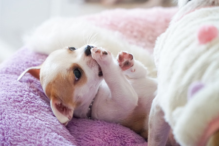 Puppy small chihuahua white brown sleep lying in padの写真素材