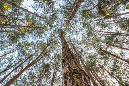Look up pine forest high at sunsetの写真素材