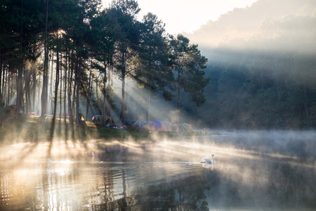 Scenic pine forest sunlight shine on fog reservoir in morning at pang oung,mae hong son,thailandの写真素材