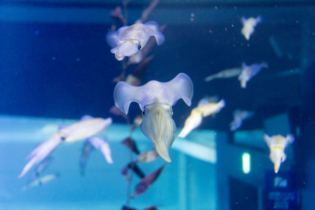 Squid group in deep blue sea at aquariumの写真素材