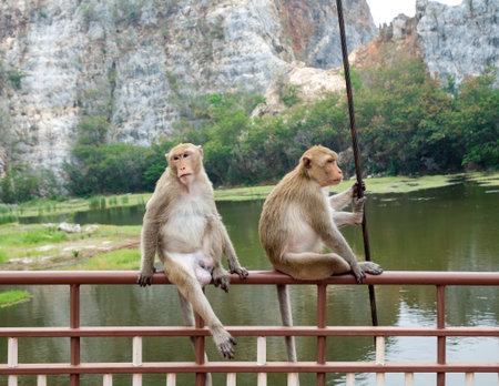 Two young monkeys sitting on rail bridge