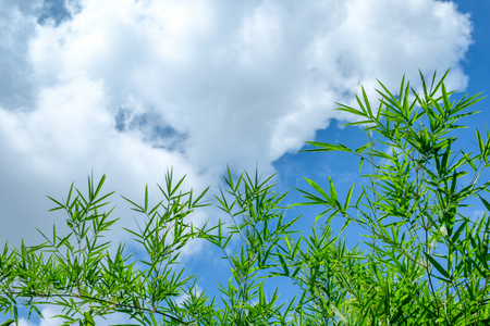 Bamboo green leaf on blue sky backgroundの写真素材