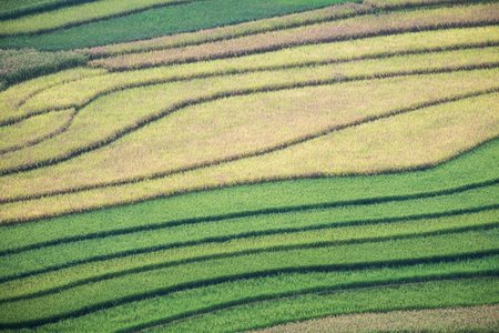 Rice fields furrow colorful pattern for backgroundの写真素材