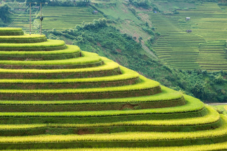 Rice field on terraced of Mu cang chai, Yen bai, Northern Vietnam