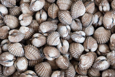 Raw cockle pile close up background