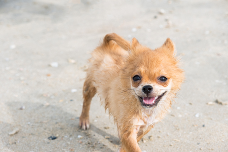 Puppy brown pomeranian running on the beachの写真素材