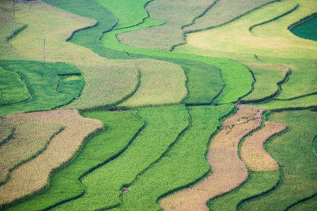 Rice fields furrow colorful pattern for background