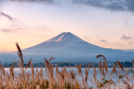 Mount Fuji-san with golden meadow in Kawaguchiko Lake at morningの写真素材