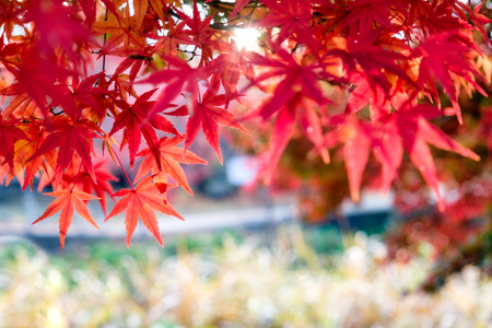 Red Maple leaves in corridor garden with blurred sunlight backgroundの写真素材