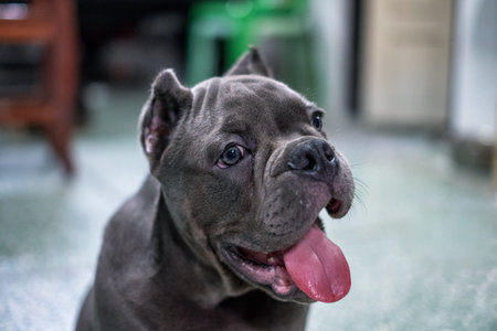 Close-up Dark grey bully breed puppy sitting with looking and hanging tongue