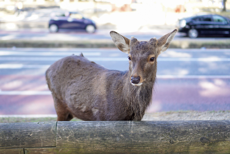 Young brown deer friendly roam on sideway parkの写真素材