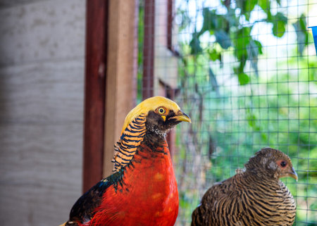 Close-up Golden pheasant bird red and yellow in cage