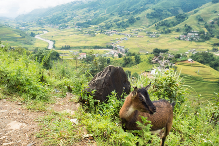 Landscape of village in valley with goat at Sapa, Vietnamの写真素材