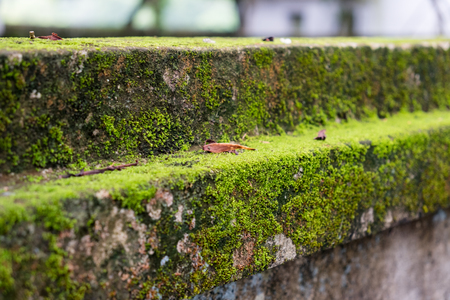 Close-up green moss lichen covered brick wallの写真素材