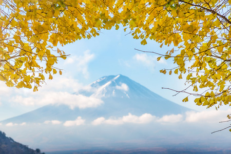 Mount Fuji with yellow leaf ginkgo in morning at Kawaguchiko lake, Yamanashi, Japanの写真素材