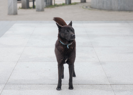 Young black dog with collar overlooking in templeの写真素材