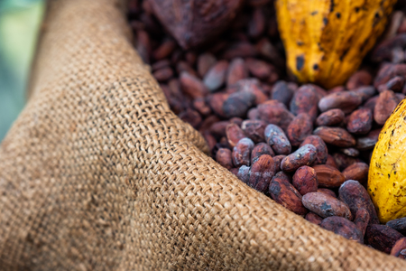 Cocoa beans with cocoa pod in sackの写真素材