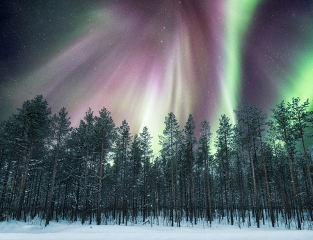 Aurora borealis over pine forest on snow at nightの写真素材