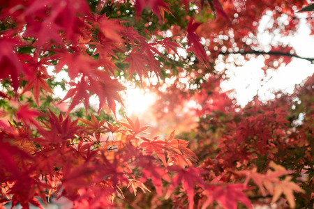 Red Maple leaves in garden with blurred sunlight backgroundの写真素材