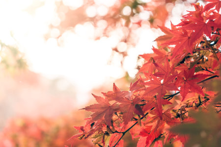 Red leaf maple in autumn on sunlight background