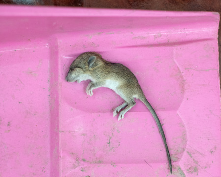 Small rat long tail died peacefully on dustpanの写真素材