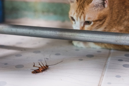 Golden Cat gazing at a cockroach in under clothes line