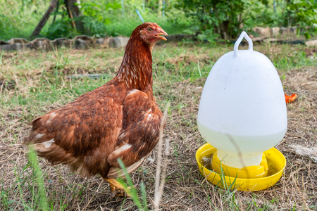 Brown layer chicken standing with tray feed in stallの写真素材