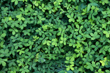 Green leaves texture natural backgroundの写真素材