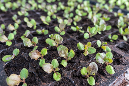 Close-up farming orange green oak lettuce in soil trayの写真素材