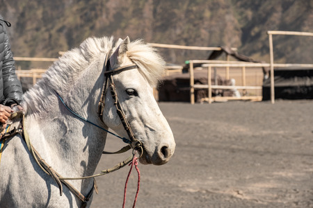 Close-up white horse with rider for activity walking around on desertの写真素材