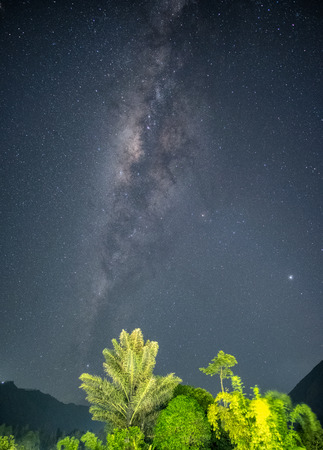 Clear Milky way galaxy with starry on vertical forestの写真素材