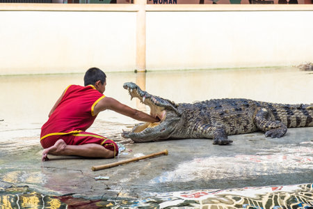 Samut Prakan,Thailand - Aug 17 2015 : Crocodile show and man exciting and danger at crocodile zoo farmのeditorial素材