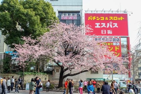 Tokyo,Japan - Mar 08 2016 : Tourists come to see beauty of sakura blossom earlyのeditorial素材