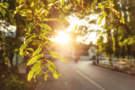 Sunshine through green foliage with branch hanging at sunset backgroundの写真素材
