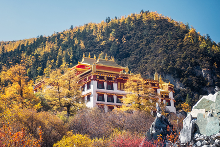 Chong Gu monastery shining in autumn pine forest at Yading nature reserve, Daocheng, Chinaの写真素材