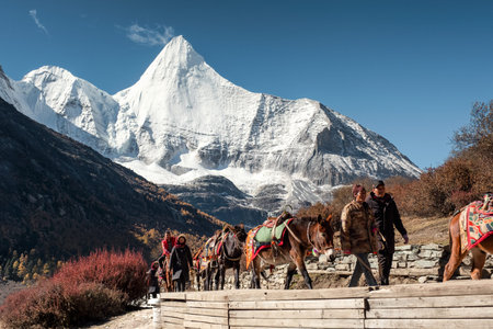 Daocheng, China - Oct 23 2018 : Villagers leading horses herd with tourists out of the holy mountain...