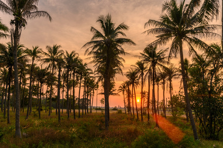 Colorful sunset in coconuts plantation at countrysideの写真素材