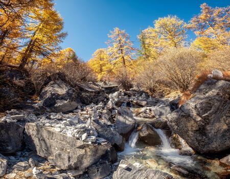 Golden pine forest with waterfall flowing in autumn at Yading nature reserveの写真素材