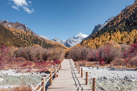 Colorful autumn forest with wooden pathway in valley at Yading nature reserveの写真素材