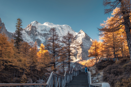 Holy Xiannairi mountain with autumn pine forest at Yading nature reserveの写真素材