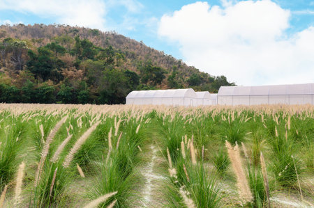 Flower grass, green meadow with mountain and blue sky in countrysideの写真素材
