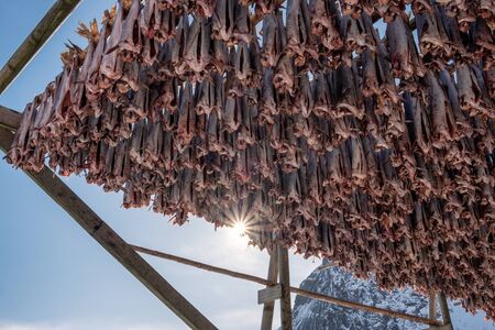 Cod fish headless drying on wooden racks. Traditional food in lofoten islandsの写真素材