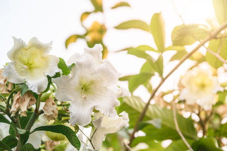White flower blooming with pollen on branch with green leaf