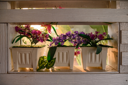 Pink violet flower craft in white pot on window sill at sunsetの写真素材