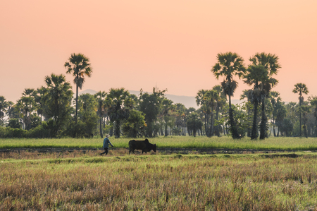 Farmer with cow plowing on rice field groove in sugar palm tree at eveningの写真素材